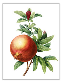 Wall print  Pomegranate - Pierre Joseph Redouté