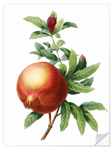 Selvklebende plakat Pomegranate