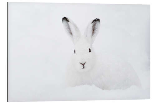 Aluminiumtavla Mountain hare in winter