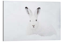 Aluminium print Mountain hare in winter