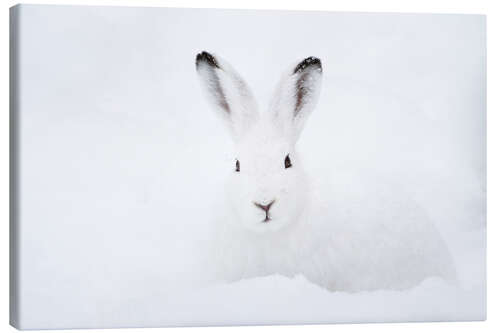 Leinwandbild Schneehase im Winter