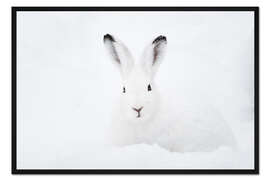 Gerahmter Kunstdruck Schneehase im Winter