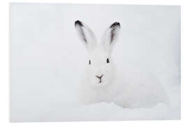 Foam board print Mountain hare in winter