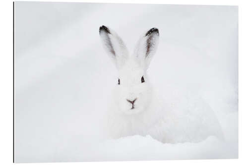 Gallery print Mountain hare in winter