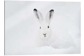 Gallery print Mountain hare in winter