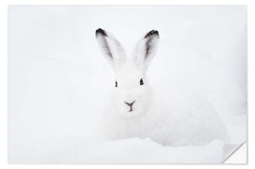 Selvklebende plakat Mountain hare in winter