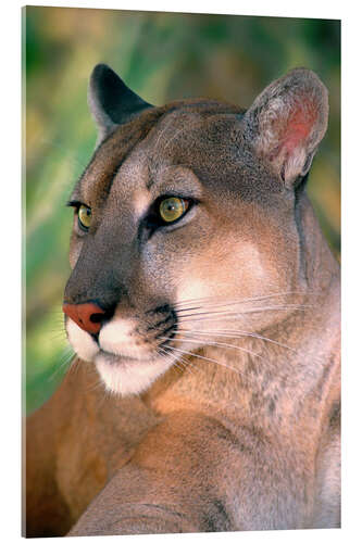 Acrylic print Portrait of a cougar