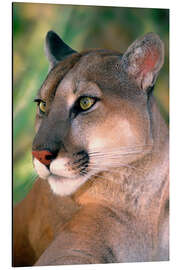 Aluminiumtavla Portrait of a cougar