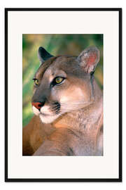 Gerahmter Kunstdruck Porträt eines Pumas