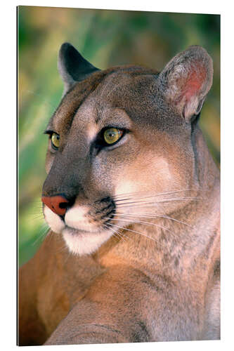 Galleriprint Portrait of a cougar