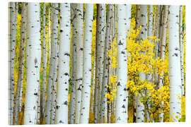 Acrylglas print Birch groves in the autumn