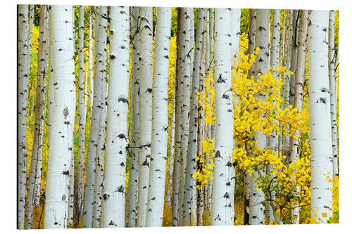 Aluminiumsbilde Birch groves in the autumn