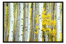 Gerahmter Kunstdruck Birkenwäldchen im Herbst