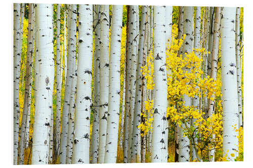 Foam board print Birch groves in the autumn