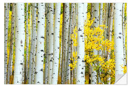 Wall sticker Birch groves in the autumn