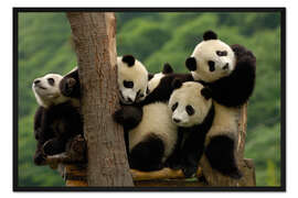 Gerahmter Kunstdruck Riesenpanda Babys