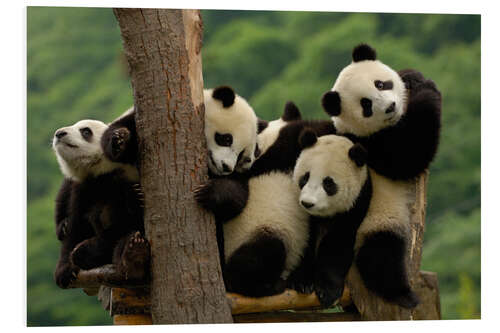 Foam board print Giant Panda Cubs