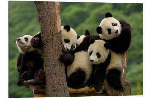 Galleritryk Giant panda babies