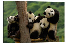 Magnettafel Riesenpanda Babys