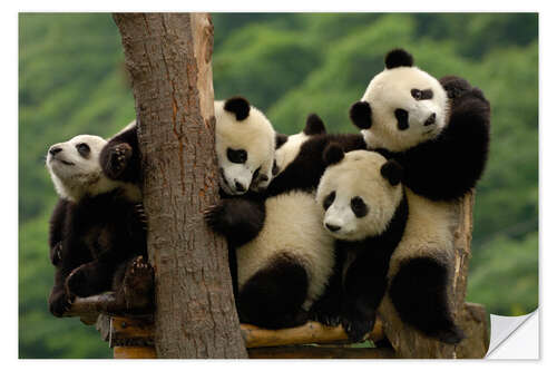 Wall sticker Giant Panda Cubs