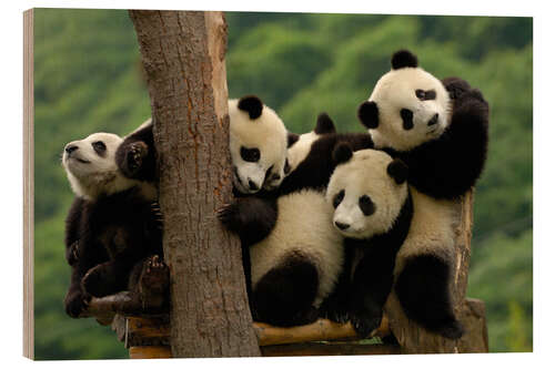 Wood print Giant Panda Cubs