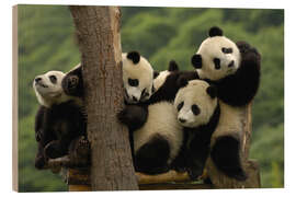 Cuadro de madera Bebés panda