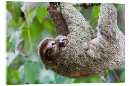 Acrylic print Brown-throated Sloth and her baby