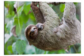 Aluminium print Brown-throated Sloth and her baby