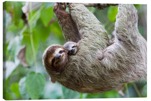 Canvas print Brown-throated Sloth and her baby