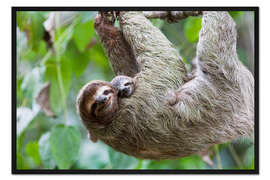 Gerahmter Kunstdruck Braunkehl-Faultierbaby mit Mutter