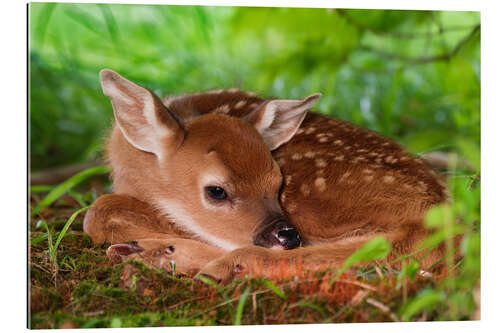 Gallery print Fawn in the grass