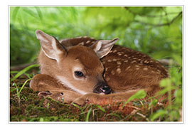 Poster Fawn in the grass