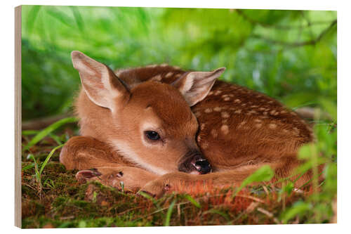 Stampa su legno Fawn nell'erba