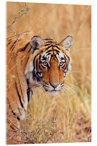 Akrylbilde Royal Bengal Tiger