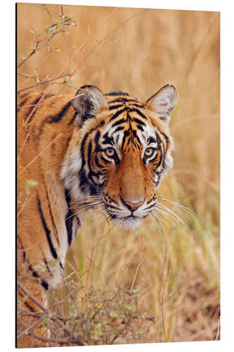 Alumiinitaulu Royal Bengal Tiger