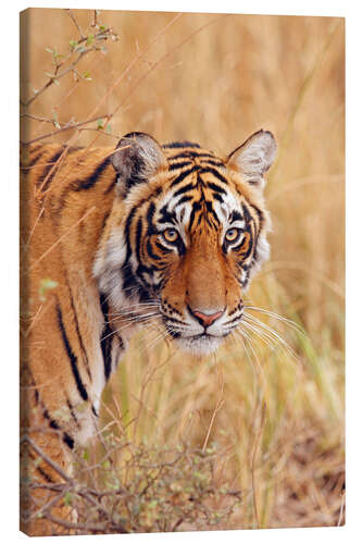 Lærredsbillede Royal Bengal Tiger