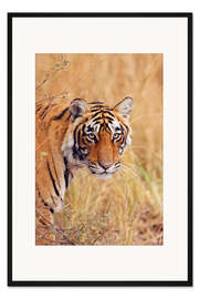 Gerahmter Kunstdruck Königlicher Bengalischer Tiger