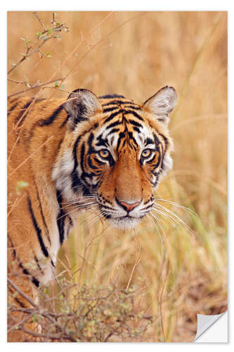 Selvklebende plakat Royal Bengal Tiger