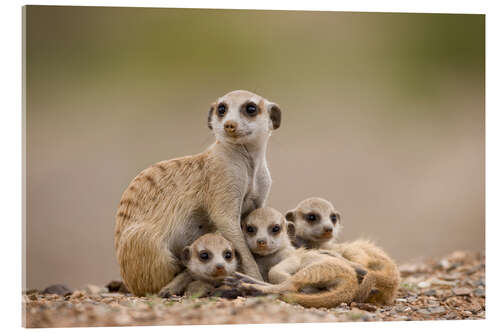 Acrylic print Meerkat family in Namibia