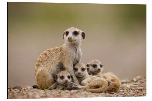 Quadro em alumínio Meerkat família na Namíbia