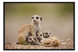Gerahmter Kunstdruck Erdmännchenfamilie in Namibia