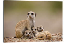 Gallery print Meerkat family in Namibia