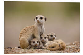 Magnettafel Erdmännchenfamilie in Namibia