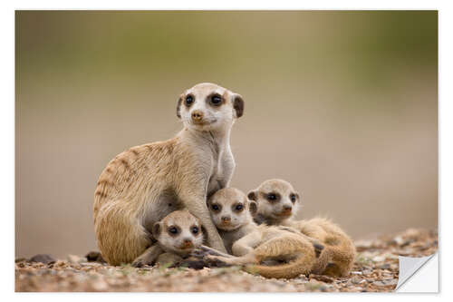 Sticker mural Famille de suricates en Namibie