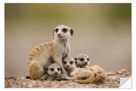 Sticker mural Famille de suricates en Namibie