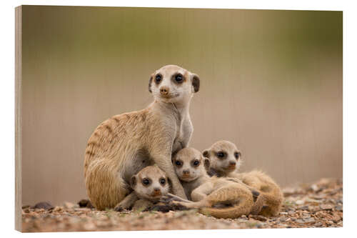 Wood print Meerkat family in Namibia