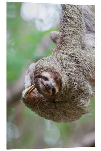 Acrylic print Funny brown-throated sloth