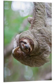 Aluminium print Funny brown-throated sloth