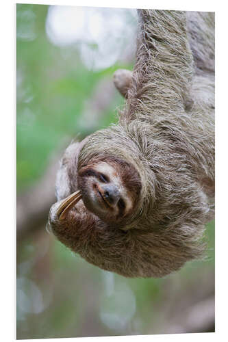 PVC print Funny brown-throated sloth