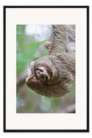 Gerahmter Kunstdruck Lustiges Braunkehl-Faultier